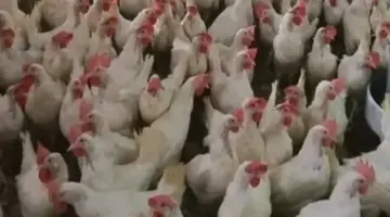 سعر كيلو الدواجن بالقليوبية الجمعة 3 – 4 – 2026.. البيضا بـ77 جنيها للكيلو